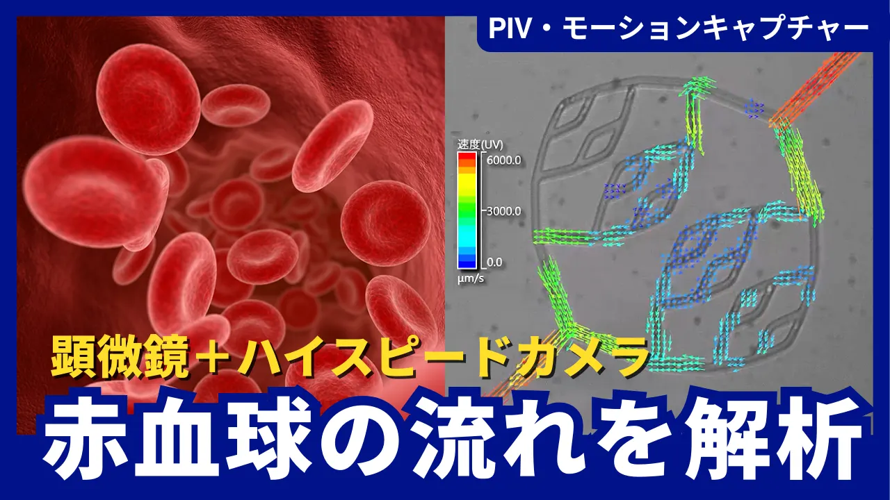 【動画公開】
「赤血球の流れを解析【顕微鏡画像からPIVとモーションキャプチャーによる解析】」をアップロードしました。